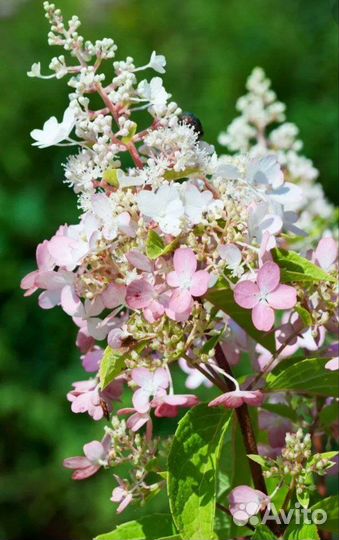 Гортензия метельчатая Конфетти