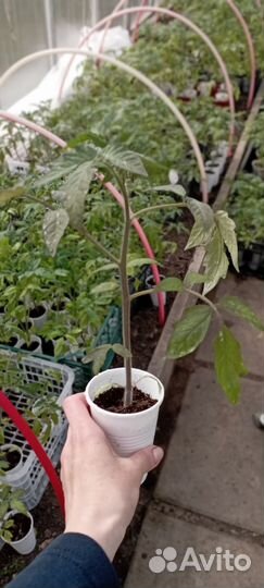 Рассада помидор томатов