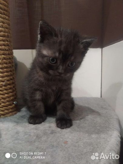 Котенок шотландский