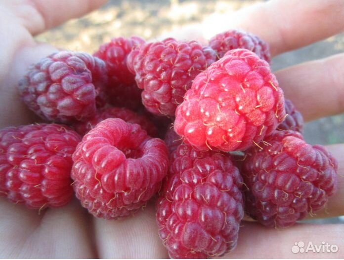 Малина Патриция,Желтый Гигант, Гусар, Оранжевое Чу
