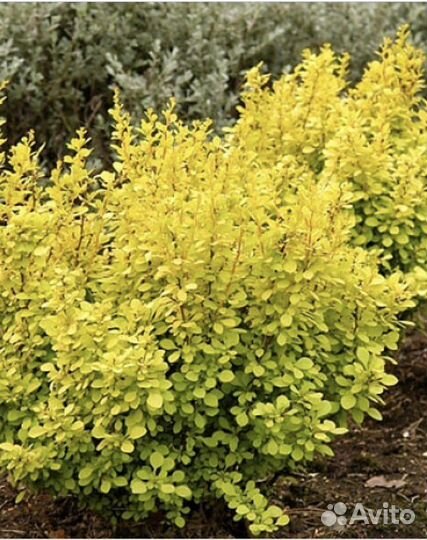 Барбарис Тунберга Ауреа