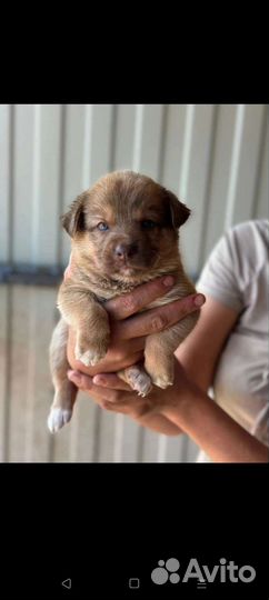 Щенки бесплатно