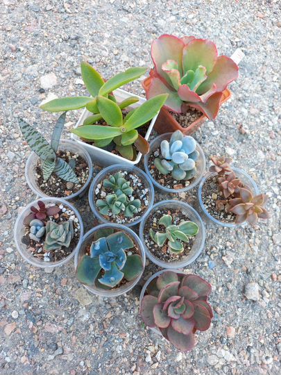 Суккуленты: наборы 1000-1500