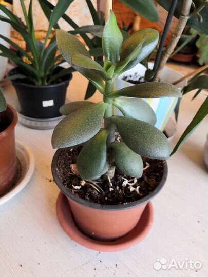 Толстянка или денежное дерево