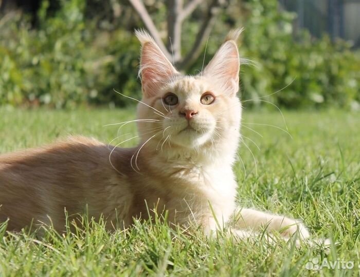 Мейн-кун котики