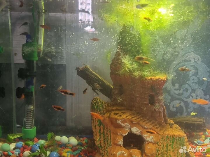 Аквариумные рыбки сомики