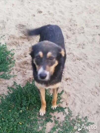 Элька ищет дом