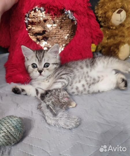 Продаю шотландских вислоухих котят