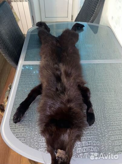 Натуральная шкура