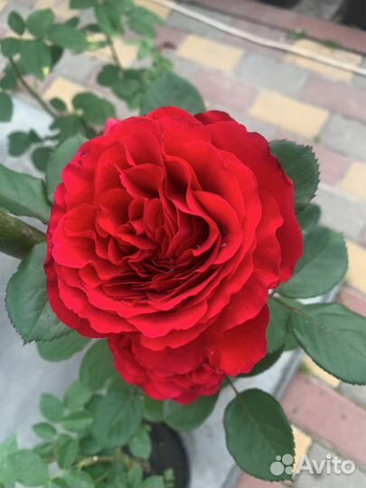Розы в горшках оптом