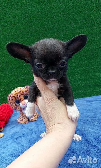 Чихуахуа мини девочка гладкошерстная