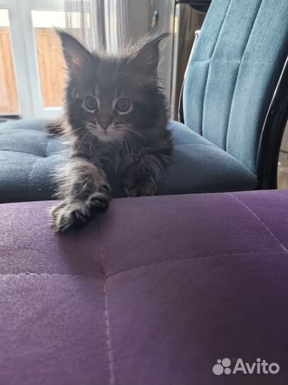 Котёнок Мейн-кун