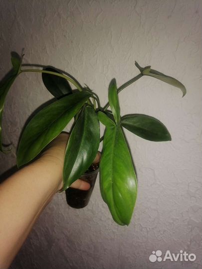 Филодендроны сортовые