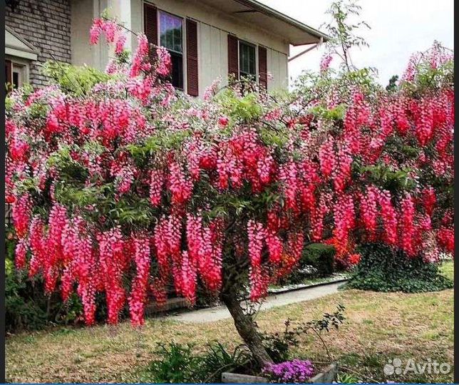 Глициния Шато бордо