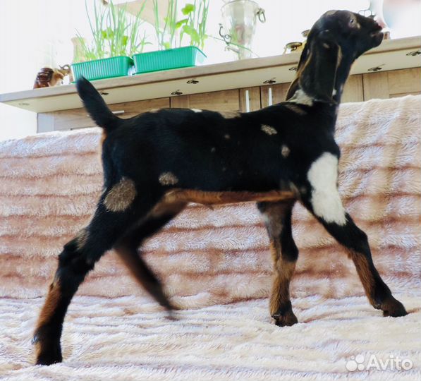 Англо – Нубийские Козлята 100% и дойные козы