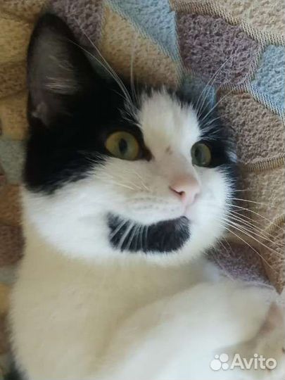 Котик Оскар
