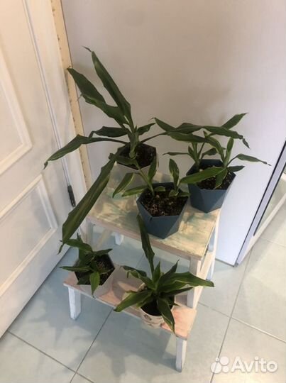 Пальма драцена цветок