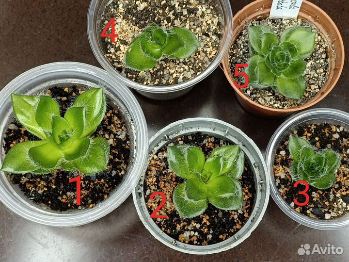 Толстянка CrassulaBarbata