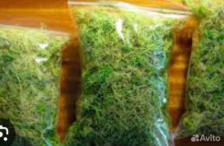 Мох сфагнум живой