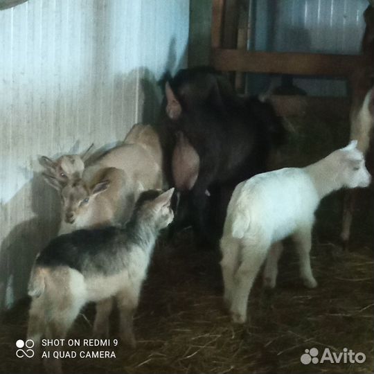 Козы козлята