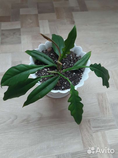 Филодендрон крокодил