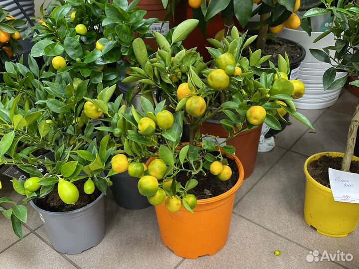 Цитрусы лимон мандарин