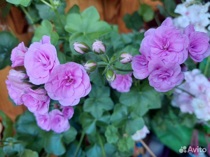 Пеларгония герань