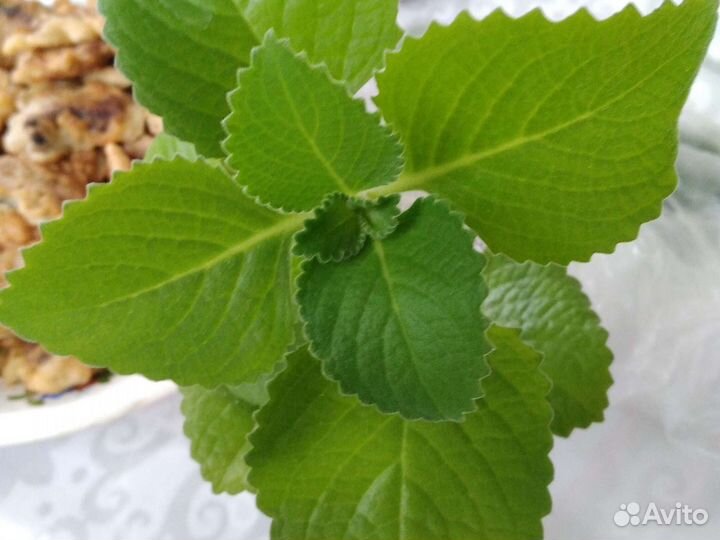 Комнатные растения номер 2