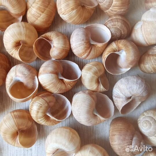 Натуральные раковины улиток виноградных 4-6 см