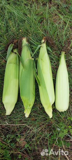 Семена сладкой кукурузы бондюэль