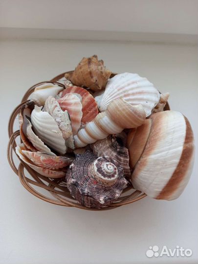 Морские ракушки раковины