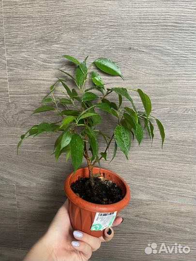 Фикус бенджамина