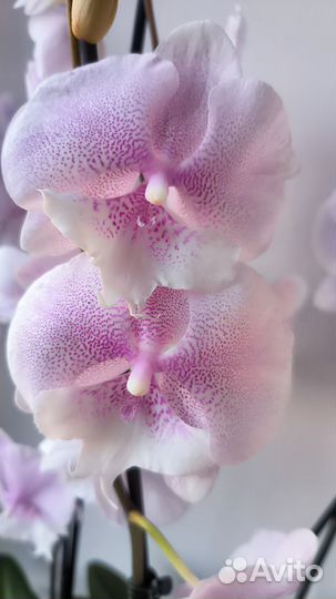 Орхидея фаленопсис биг лип Queen's KizZ цветущий