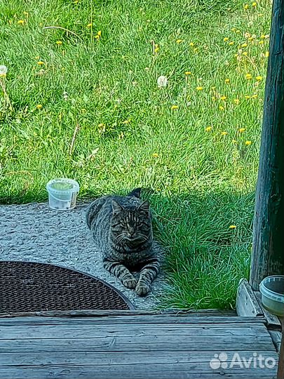 Кот в добрые руки