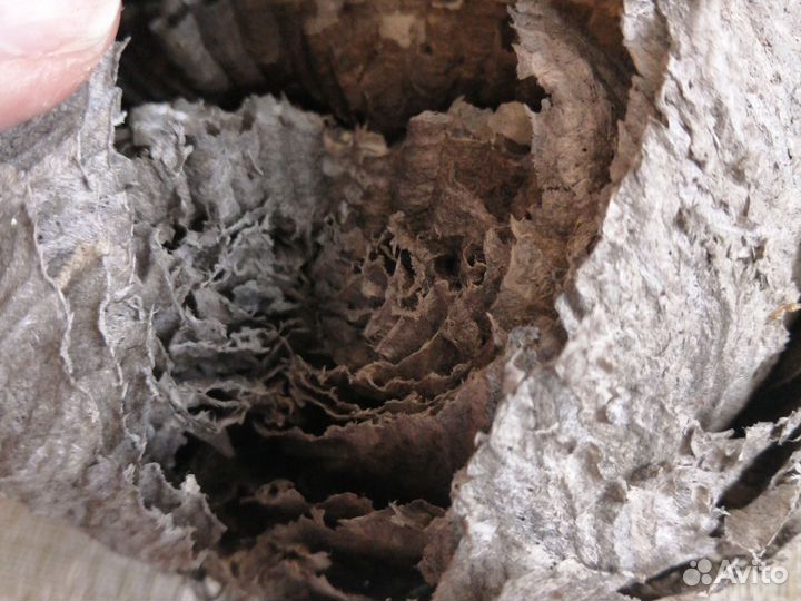 Гнездо осиное природный материал