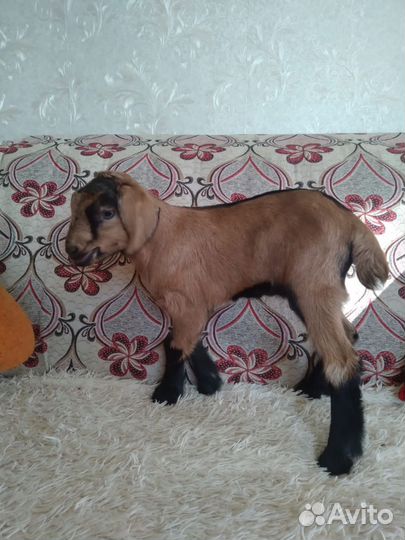 Козлята процентные чехи и Альпы нубийские