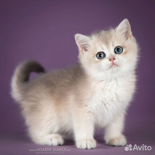 Котята британские голубое золото ay11