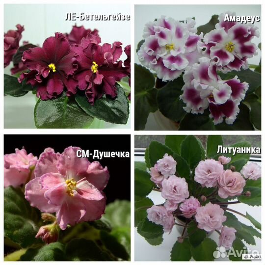 Фиалки детки, стартёры, укорененные листья