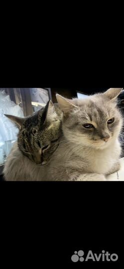 Кот бобтейл Сема и кошка Василиска