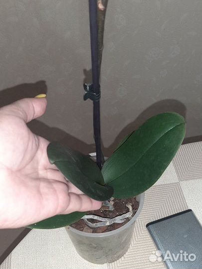 Орхидея фаленопсис(бабочка)