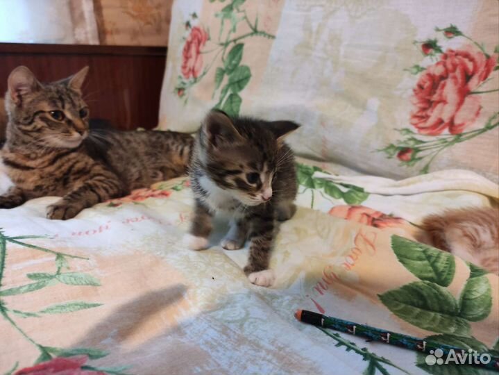 Котята в добрые руки бесплатно