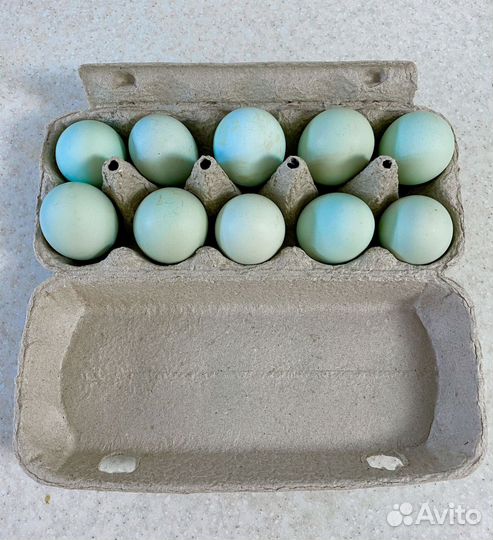 Домашние яйца на инкубатор