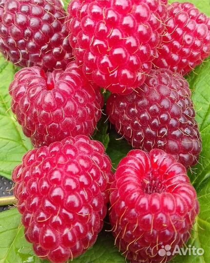 Малина Самохвал