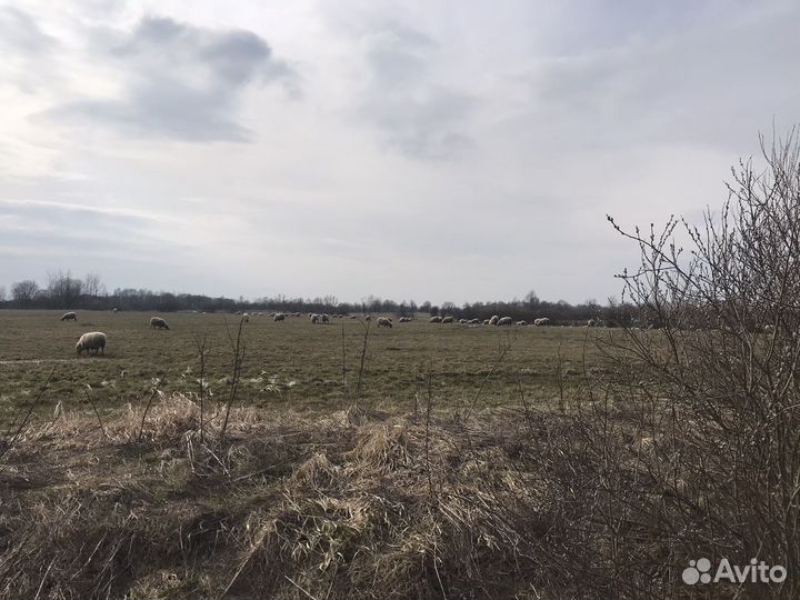 Овцы месной породы