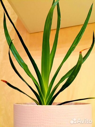 Драцена -драконовое дерево