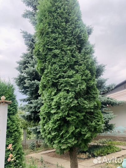 Продаются туи