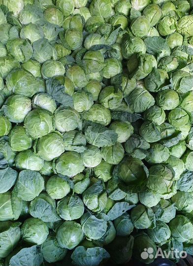 Капуста оптом сетевое качество без посредников