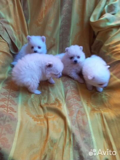 Щенки шпица