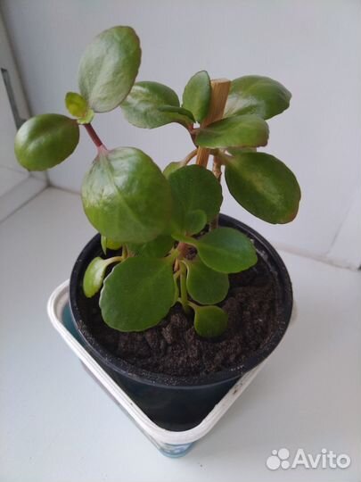 Каланхоэ лечебное