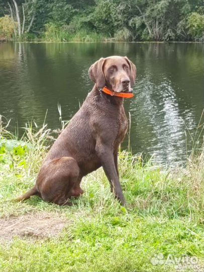 Щенки курцхаара от рабочих родителей